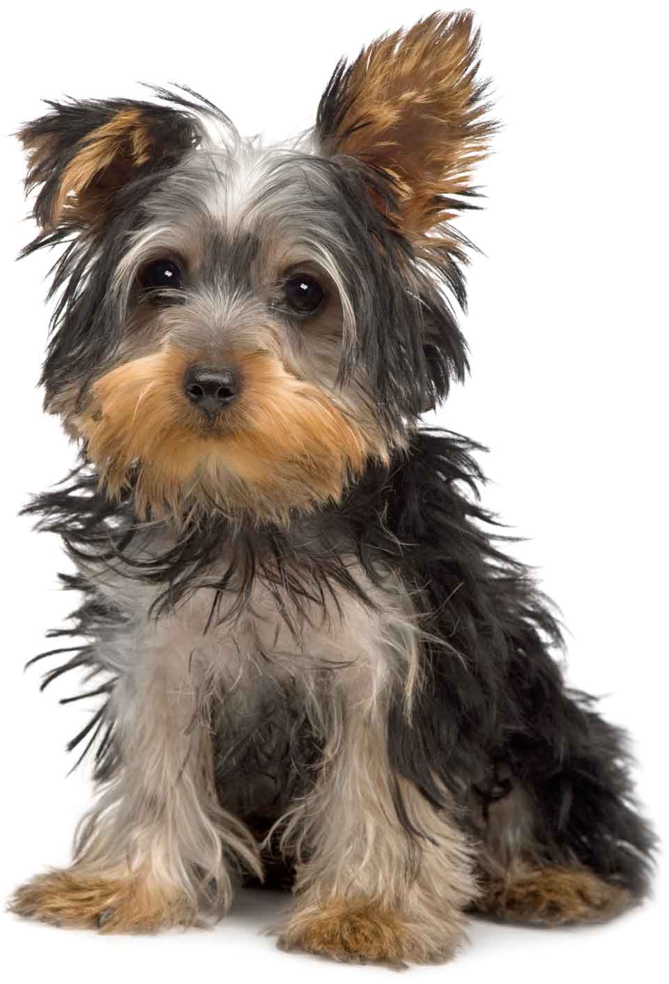 Picture of a Yorkshire Terrier puppy.   